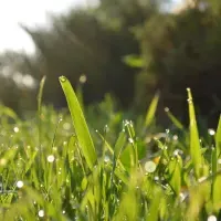 Grass