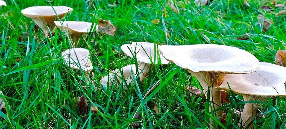 Fairy Rings lawn disease in grass